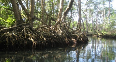 Mangrove Ecosystem