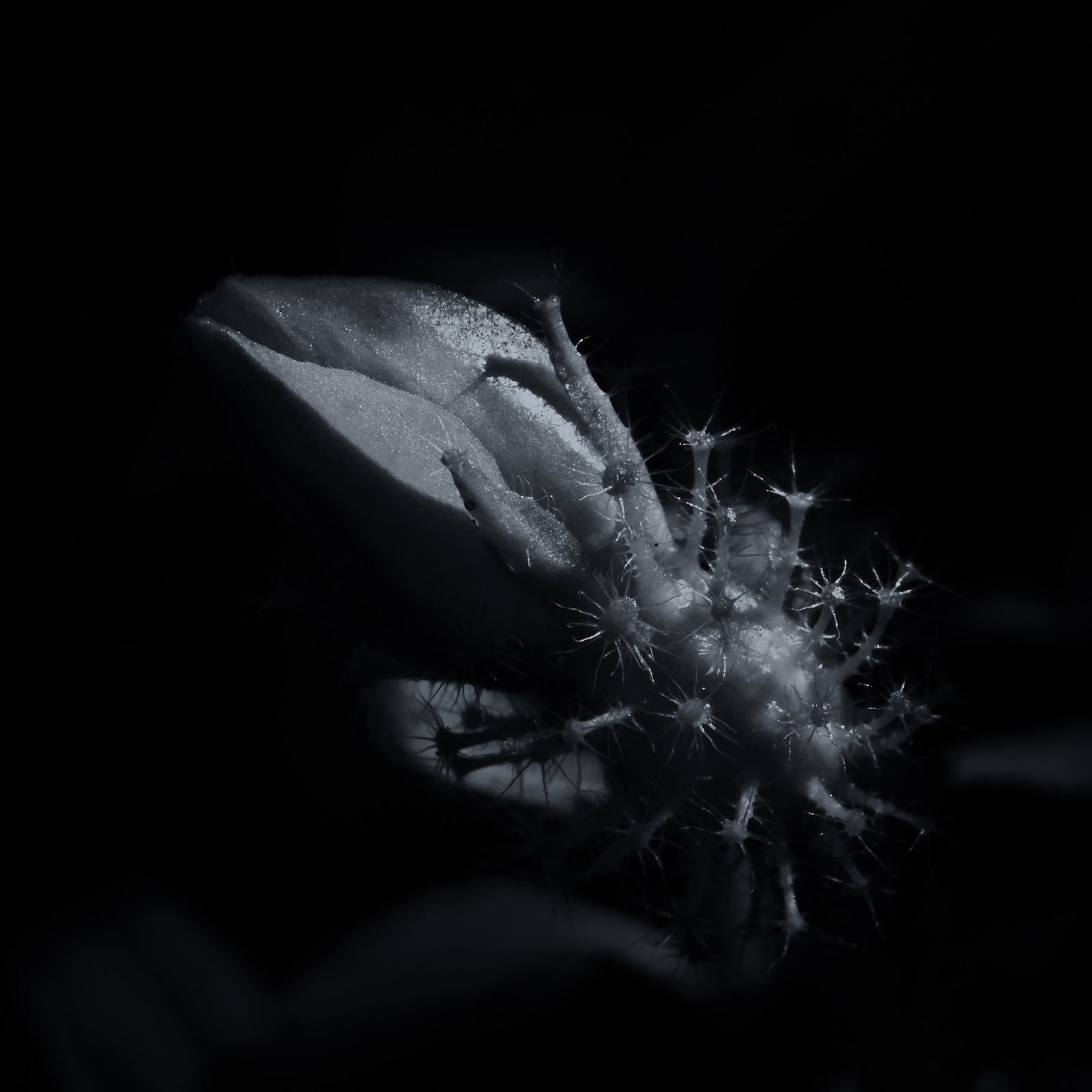 Late last night I played with this shot listening to Almost Blue, need some help