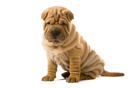 shar-pei-sitting.jpg