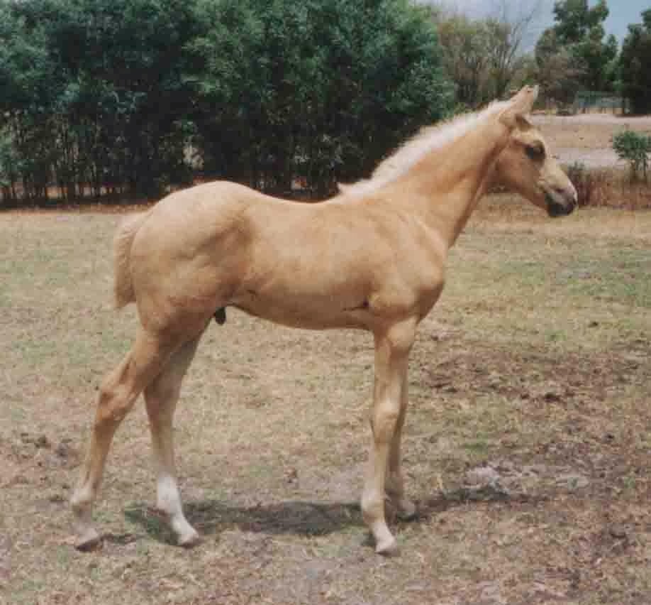 All About Dilute Horses and Ponies: Palomino Horses and Ponies