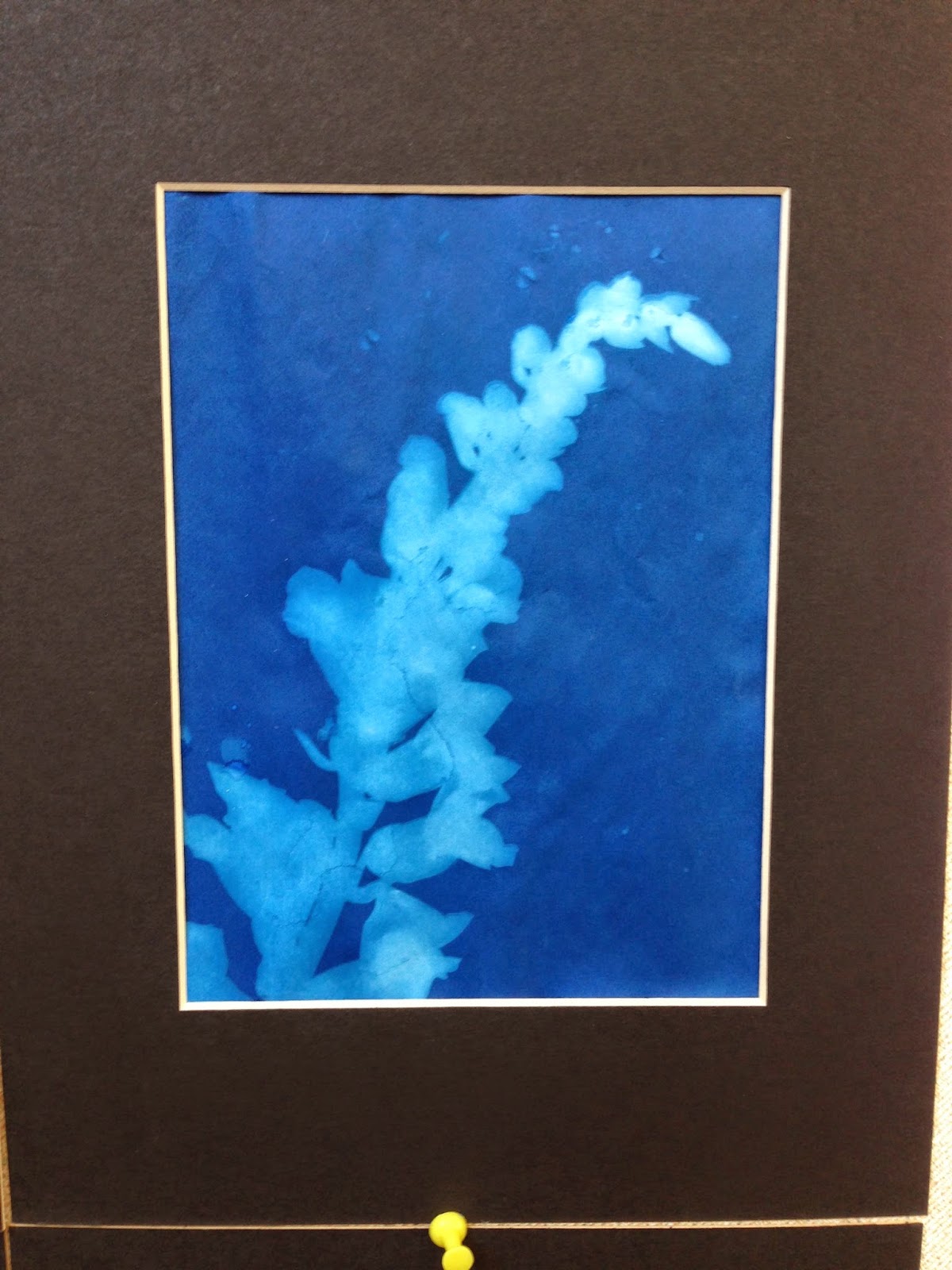 Art at Charter: K/1: Unit Study: Plant Sun Prints