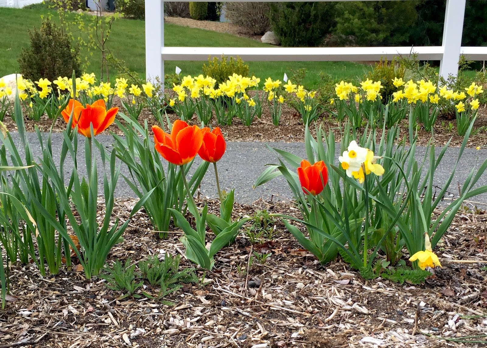 Red House Garden Is it Time to Just Stop Planting Tulips?
