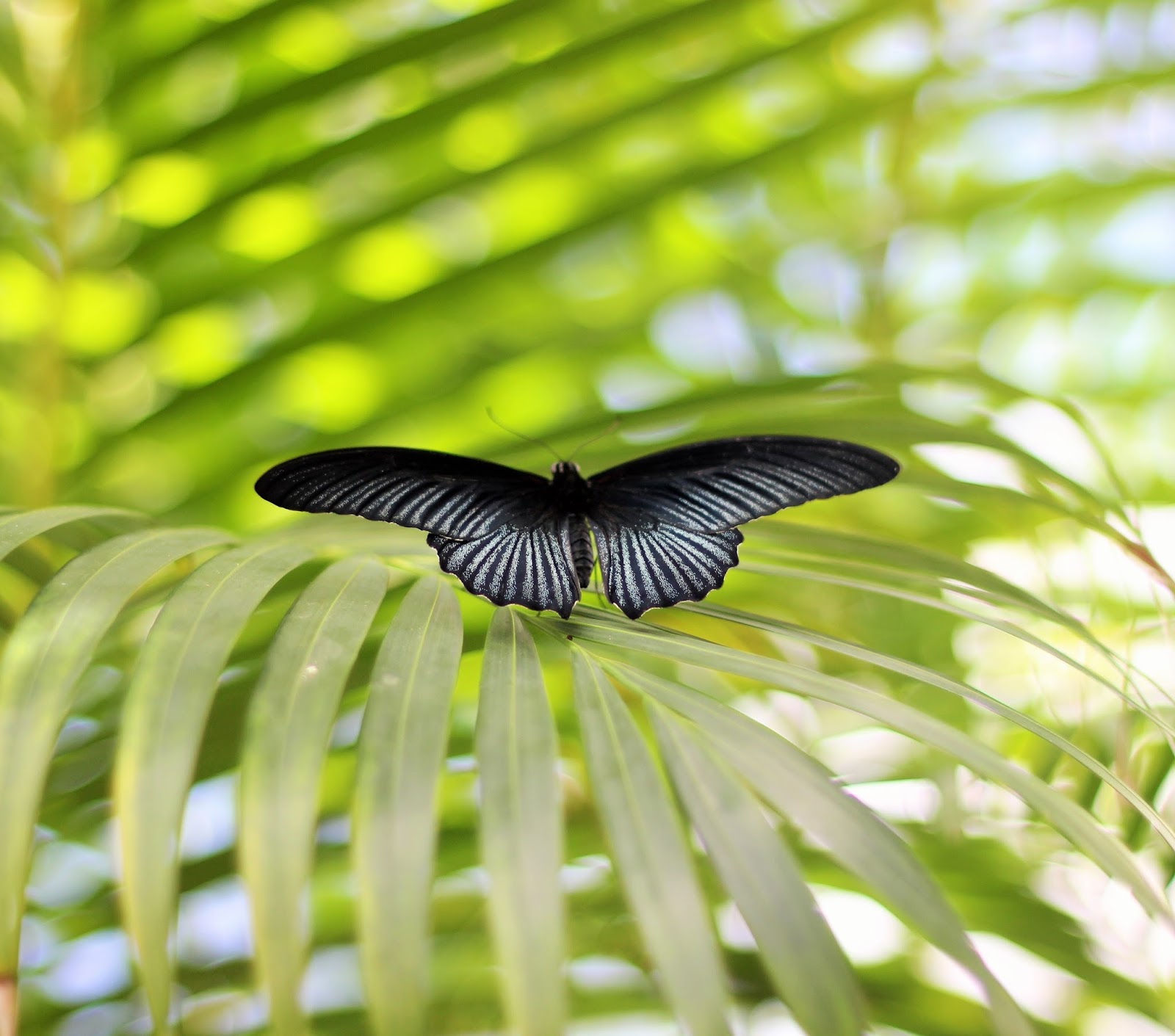 Photo of a black butterfly at the Butterfly Farm in Marigot, Sint Maarten
