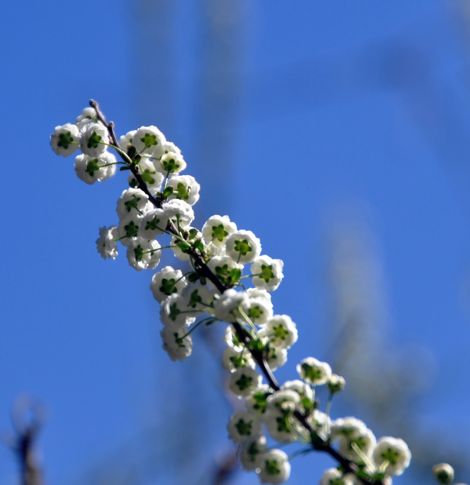 Vicki Lane Mysteries The Flowers That Bloom in the Spring, Tra La