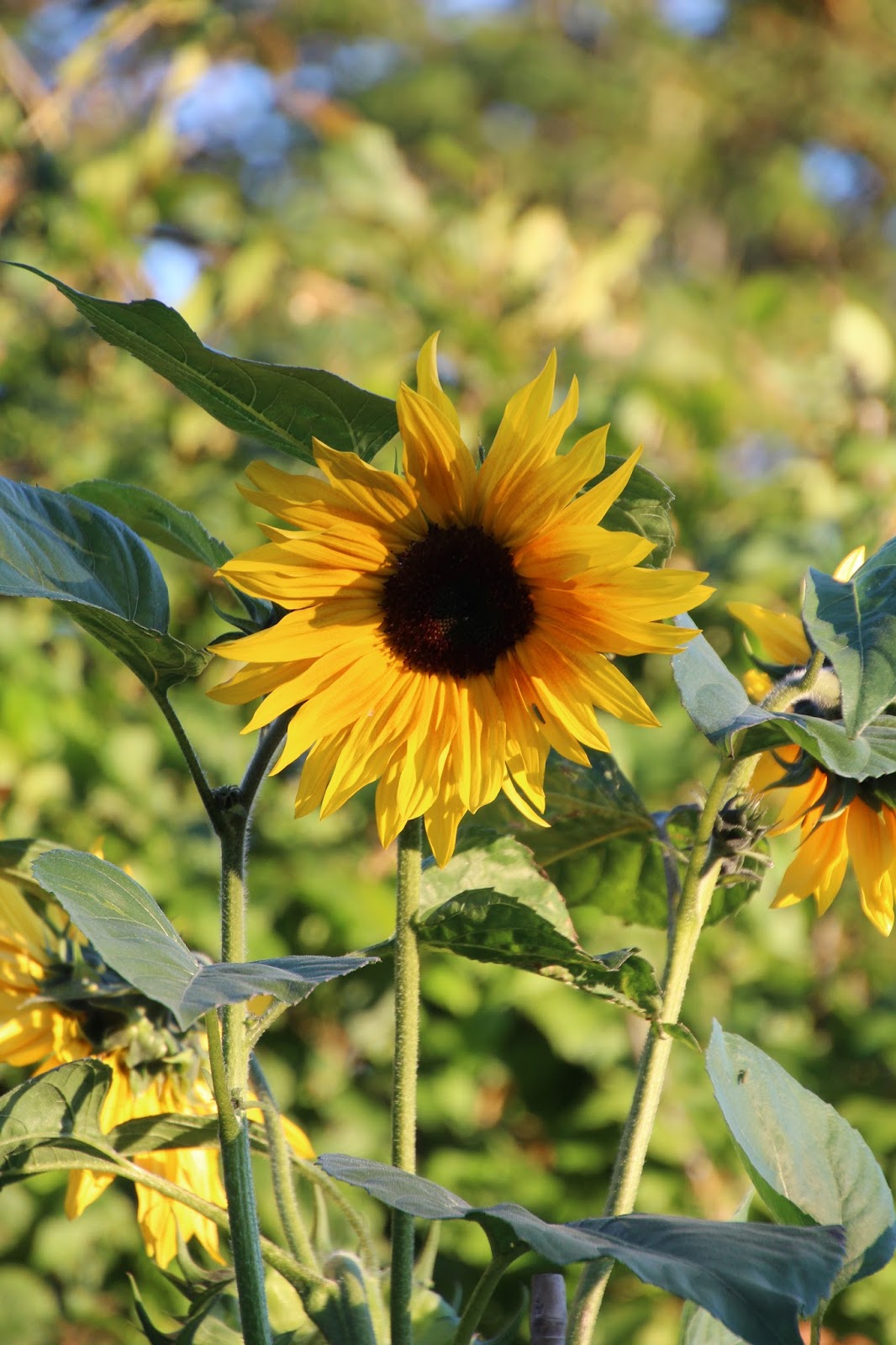 Solros Helianthus annuus