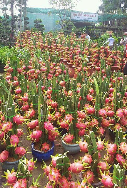 how to grow dragon fruits, planting