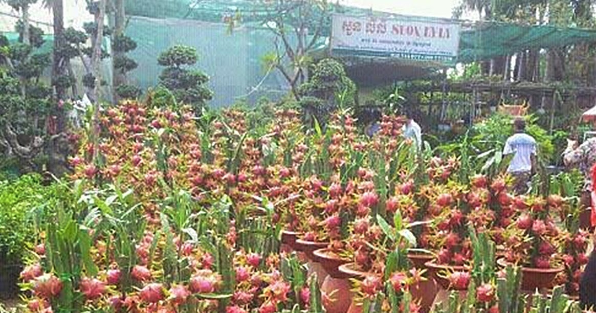 Growing Dragon Fruits in Pots
