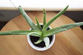 DIY Aloe Vera Gel from Leaf - ClassyCurlies