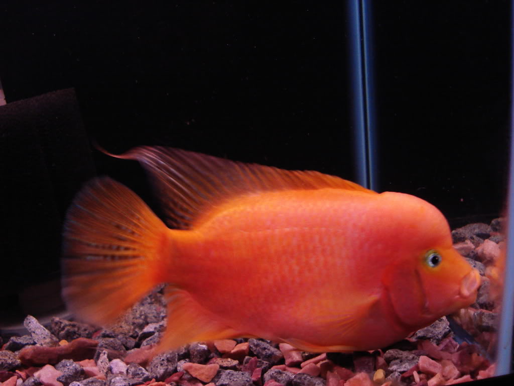 Flowerhorn The Hybrid Cichlids: Red Monkey Flowerhorn