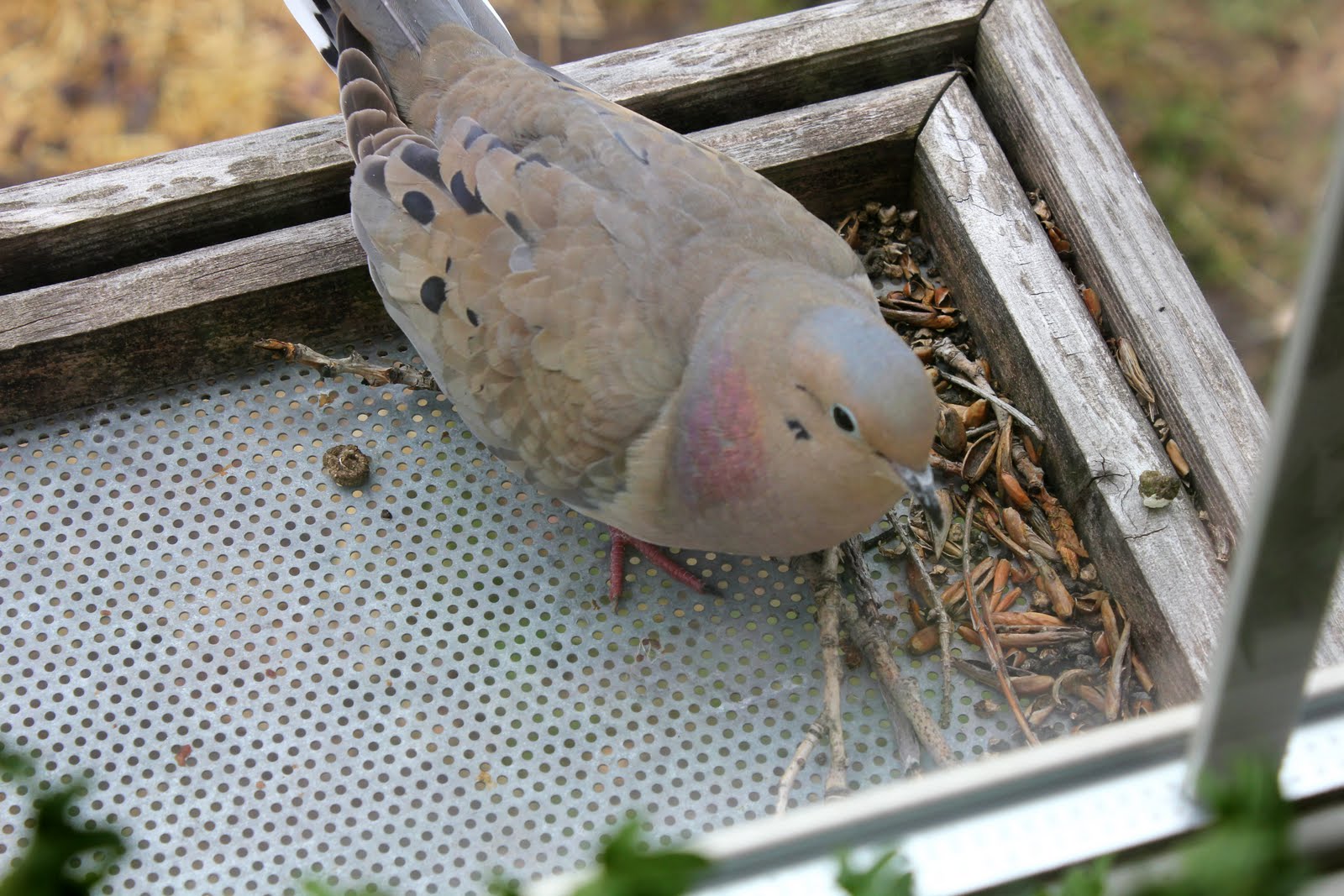 Mourning Doves... Itsy Bits and Pieces