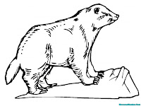 Gambar Mewarnai Musang Warnai Gambar