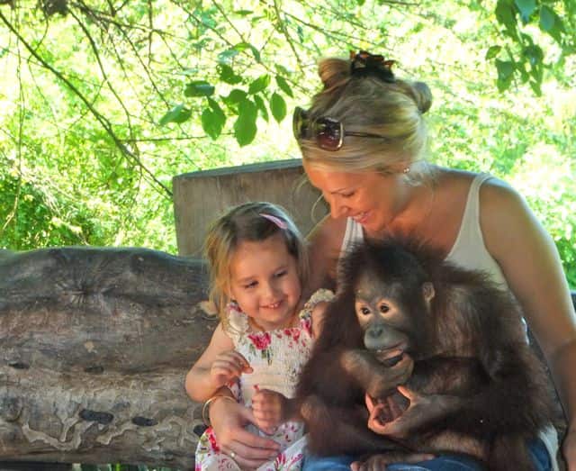 Geografi Lingkungan Menyelamatkan Orang Utan Kera Asal Indonesia Yang Terancam Punah