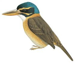 Plain backed Kingfisher