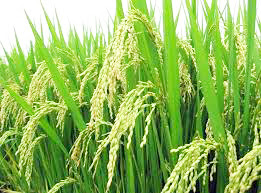 Cara Penanaman Padi Perawatan Hingga Panen Petani Milenial