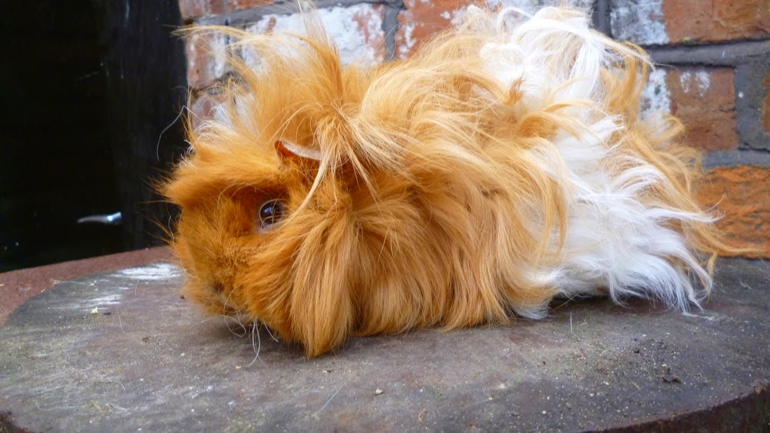 Lunkarya Guinea Pig