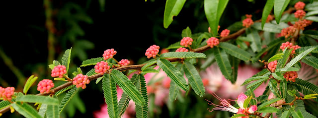 Imagem de planta com folhas verdes e flores rosa