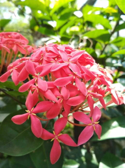 How to Easily Plant and Take Care Ashoka Flowers Bible Gardens