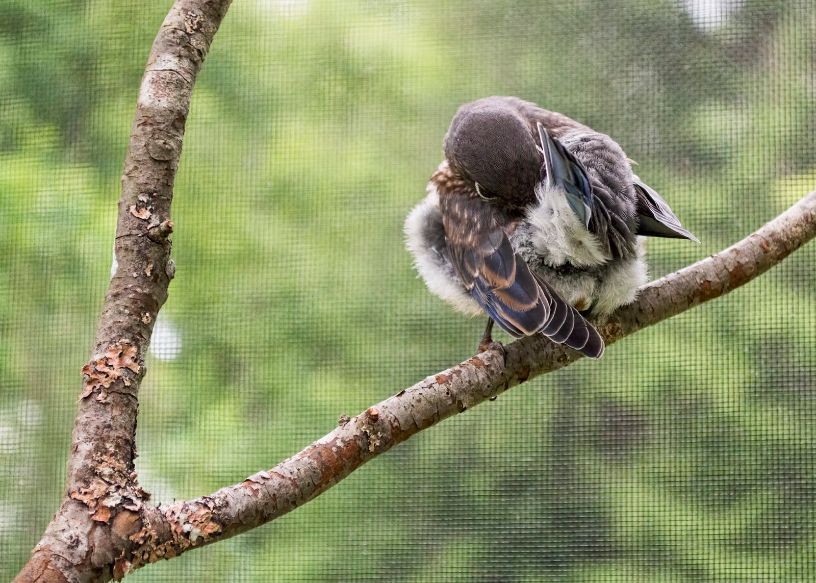 Raising an Eastern Bluebird: Eating red elderberries and cuddle time