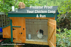 chicken coop predator proof run proofing chickens woman protect