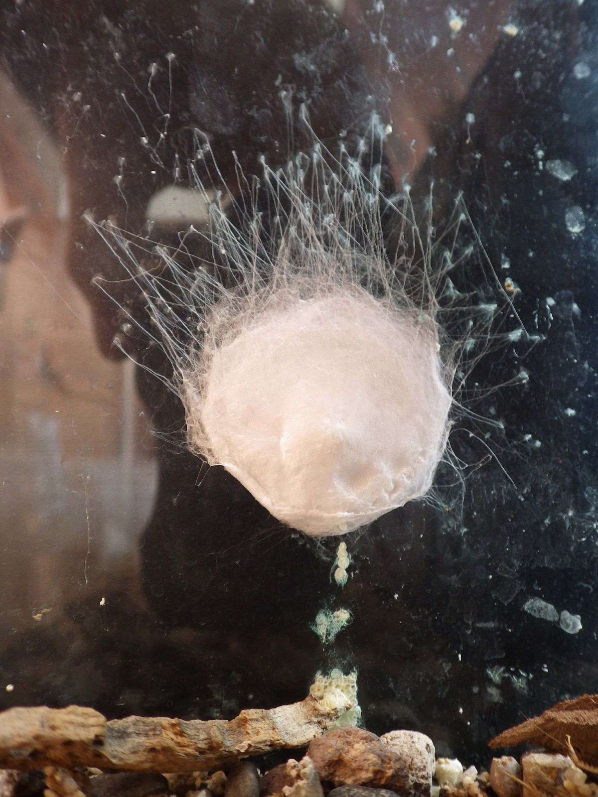 Califorctenus_cacachilensis-novataxa_201