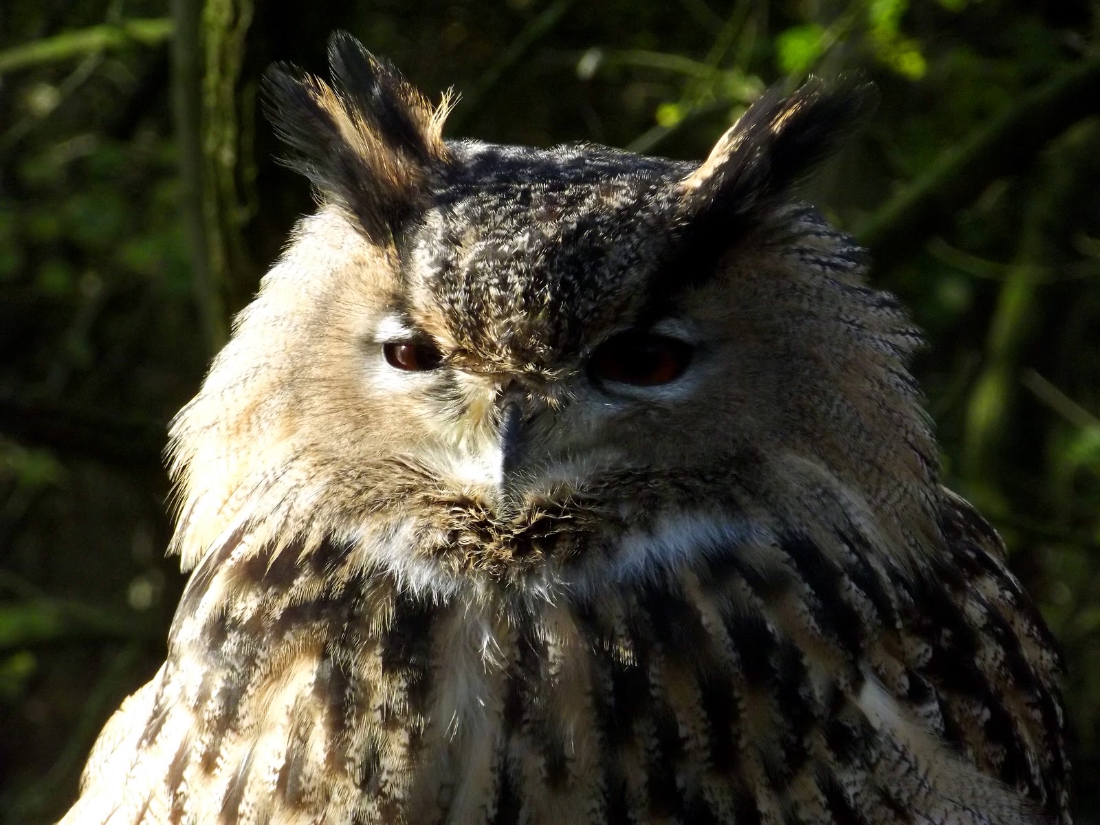 Rutland Falconry & Owl Centre
