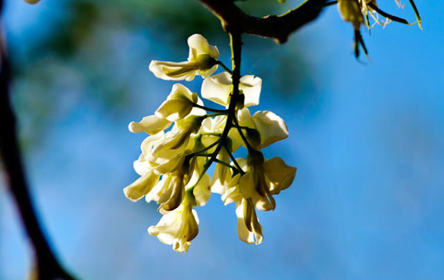 Bạn Có Hẹn Với Thiên Đường Mùa Thu Trong Nước ? - 5