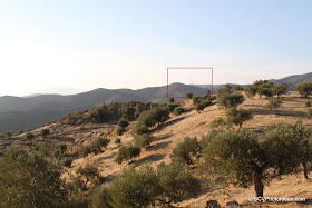 Olive groves with distant Aeolic energy turbines (marked)
