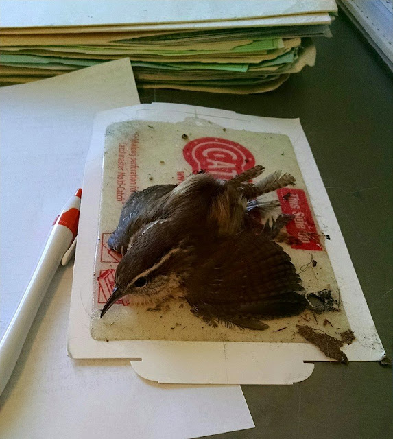 Bird In Everything Bird Glue Trap