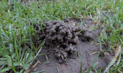 Earthworm castings: an excellent soil amendment.