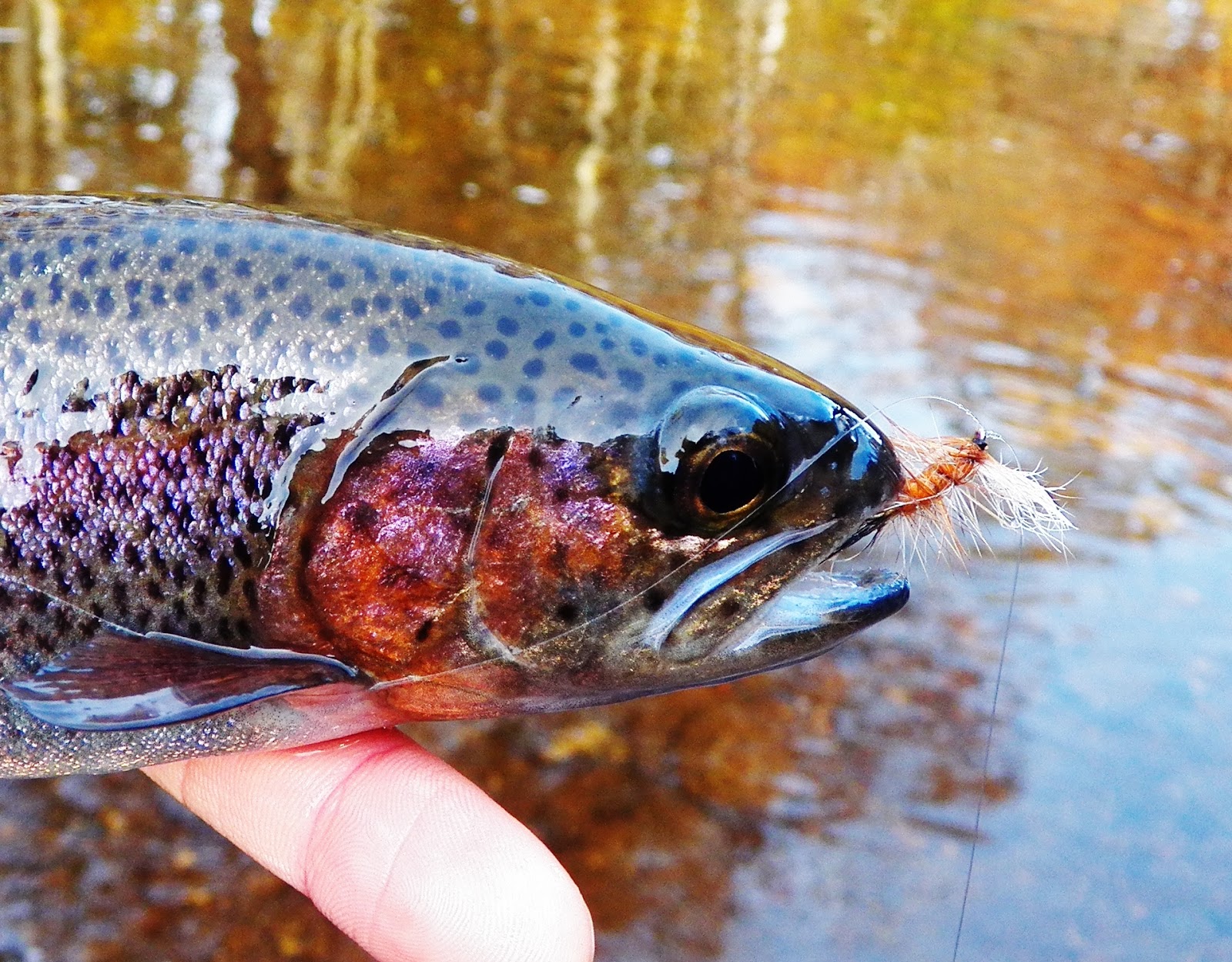 Connecticut Fly Angler Rainbows and Native Brook Trout Spawning