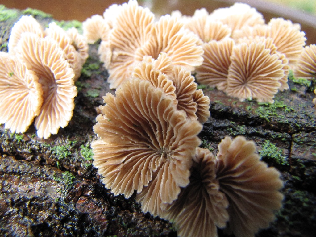 Pinehaven Farmersville, Ohio Mushrooms from Above