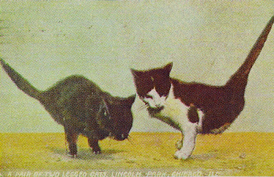 1909 Postcard, A Pair of Two Legged Cats, Lincoln Park, Chicago,Ill