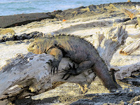 Resting Iguana, Urbina Bay, Fernandina