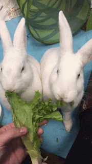 bunnies munching on lettuce