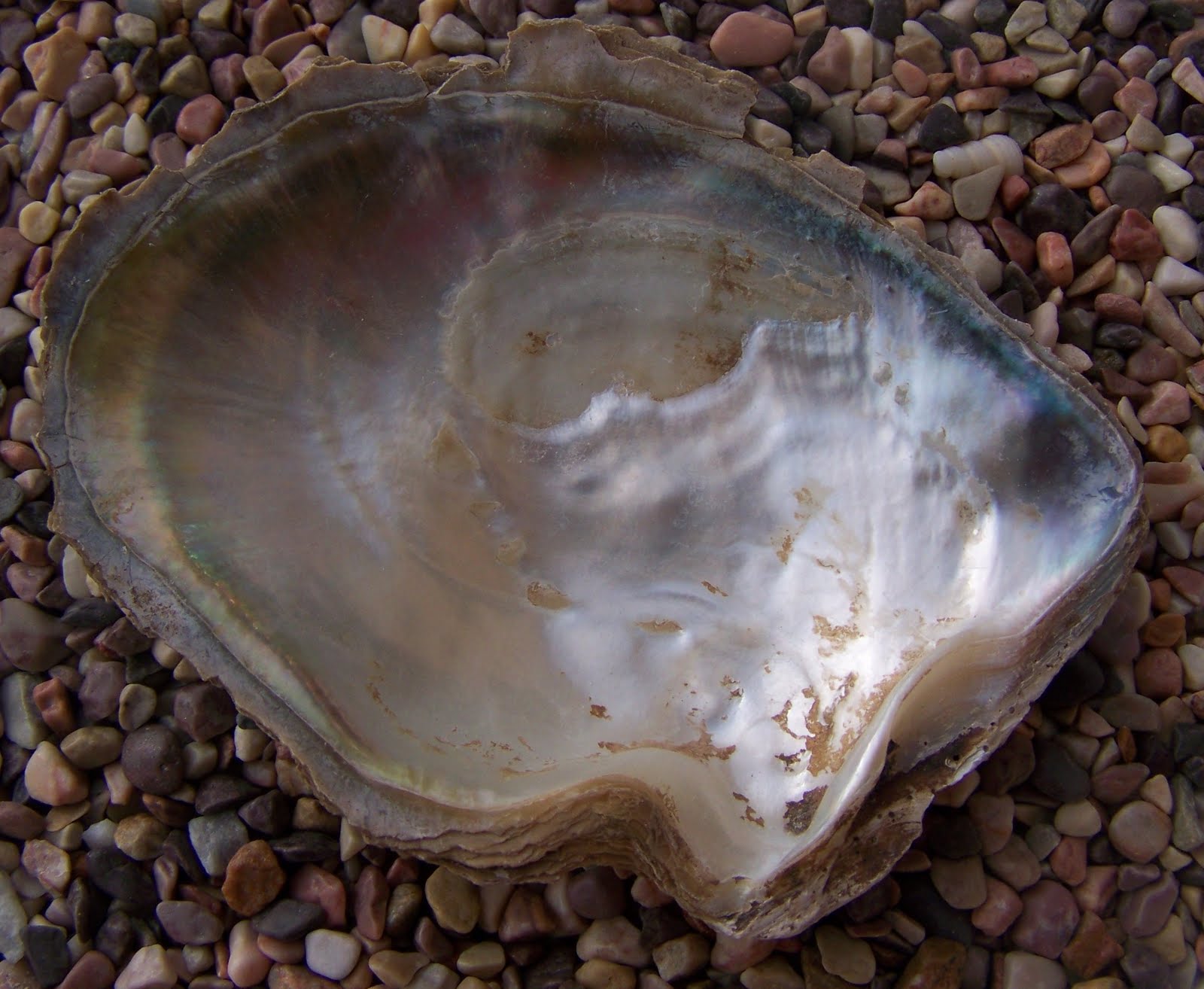 Pictures of Seashells Mother of Pearl Shell