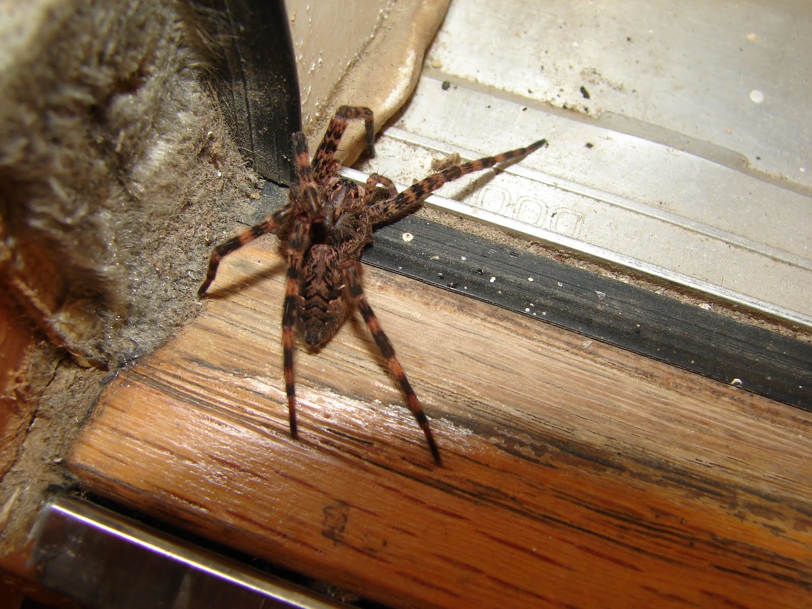 Our Life in Illinois: Spiders
