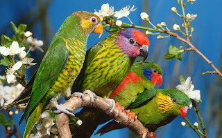 Most Dashing And Beautiful Parrot Wallpapers Free Downlaod