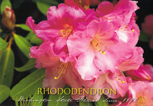 Washington State Flower Never Enough Thyme Rhodies Washington States flower