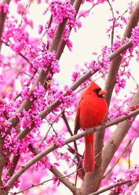 Indiana State Bird - Red Cardinal