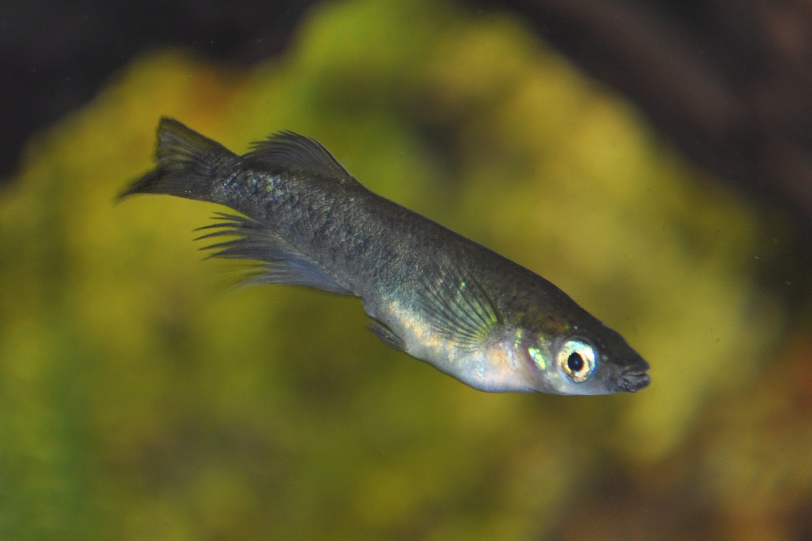 ZOOTOGRAFIANDO (6.100 ANIMALS) MEDAKA DE SARASIN (Oryzias sarasinorum)