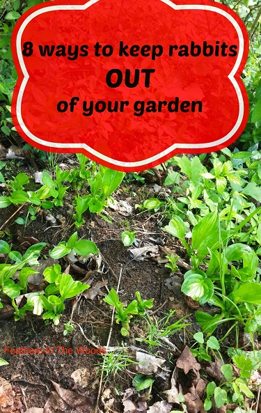 8 Tips To Keep Rabbits Out Of Your Garden Feathers In The Woods
