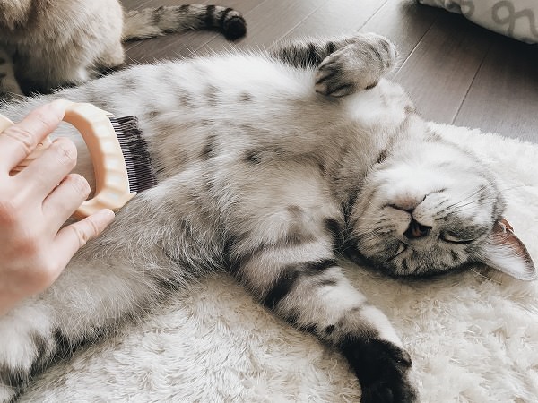 ピロコームでお腹をブラッシングされているサバトラ猫
