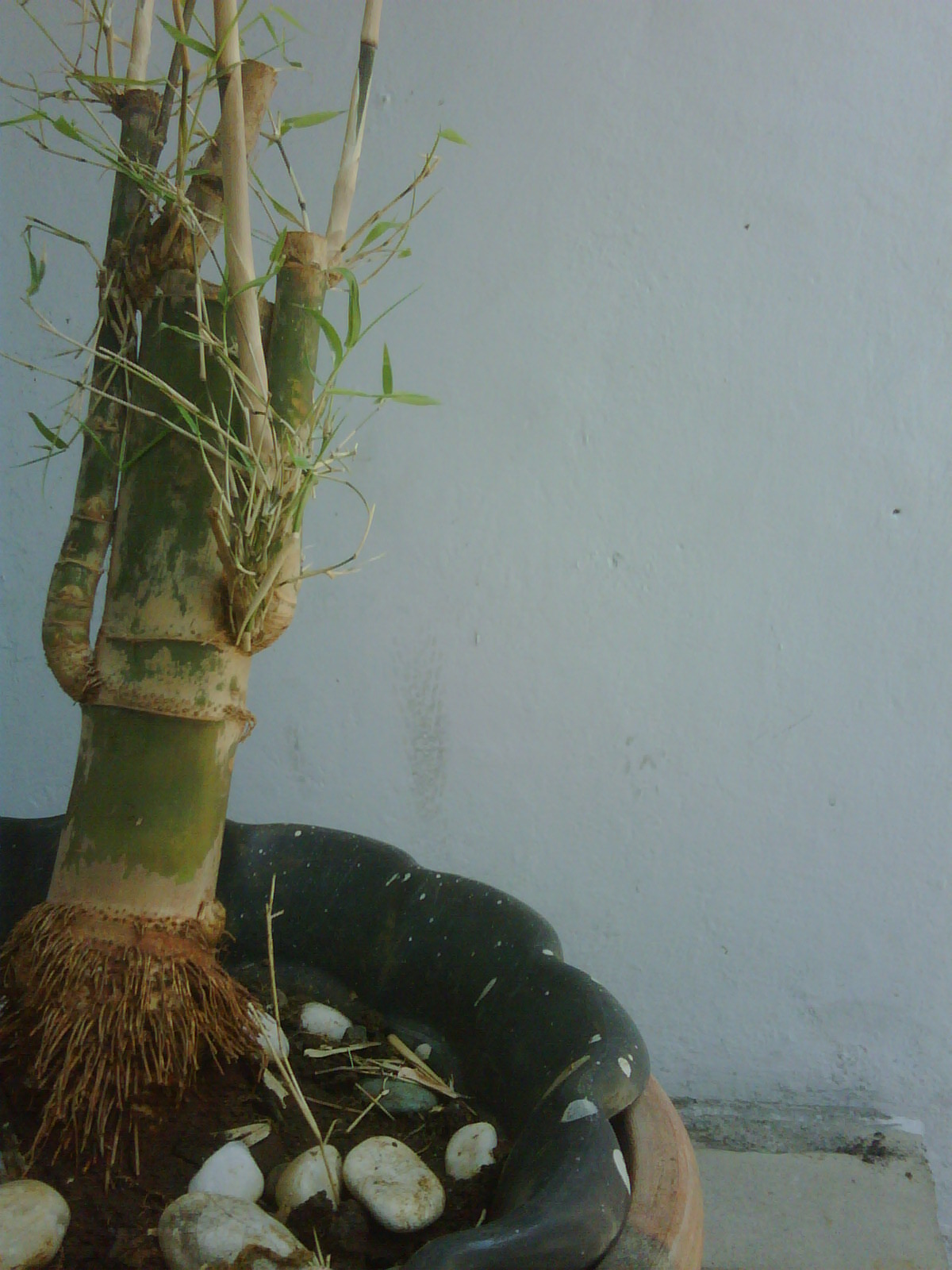 Gambar Bambu Petuk - Sejarah Aset yg Berharga : BAMBU PETHUK WALI