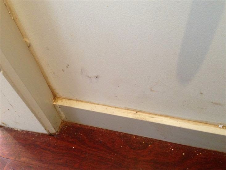 Make Your Home Beautiful And Attractive With Perfect Carpet Cleaning in