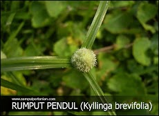 Macam-macam Gulma : Jukut Pendul atau rumput Pendul (Kyllinga brevifolia)