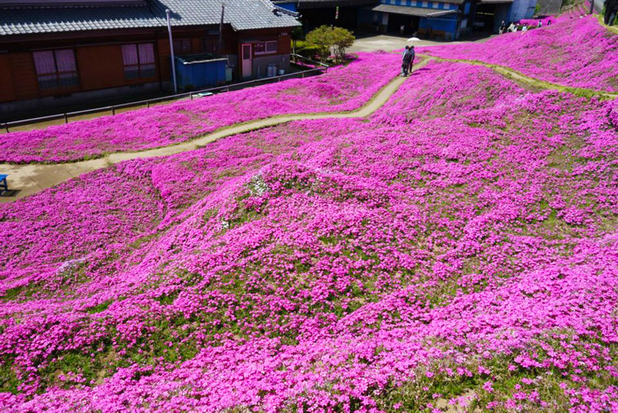She and her husband moved to this dairy farm shortly after they got married in 1956 - Loving Husband Spends 2 Years Planting Thousands Of Flowers For His Blind Wife To Smell She and her husband moved to this dairy farm shortly after they got married in 1956 - Loving Husband Spends 2 Years Planting Thousands Of Flowers For His Blind Wife To Smell