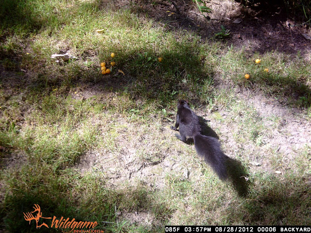 trail cam squirrel, cheeseballs, bait, time, yard, backyard trail cam squirrel, cheeseballs, bait, time, yard, backyard