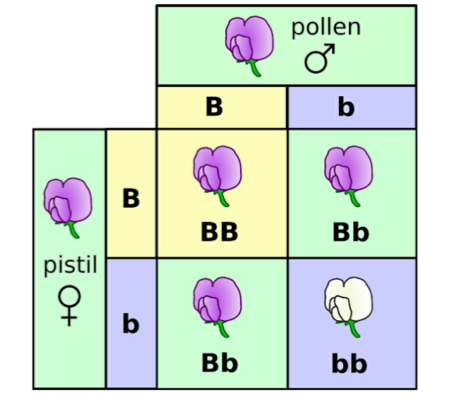 Knowledge Class Mendelian Inheritance