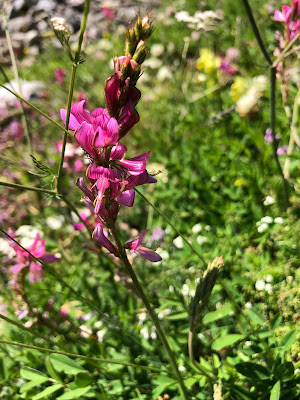 [Fabaceae] Onobrychis montana – Mountain Sainfoin (Lupinella montana).