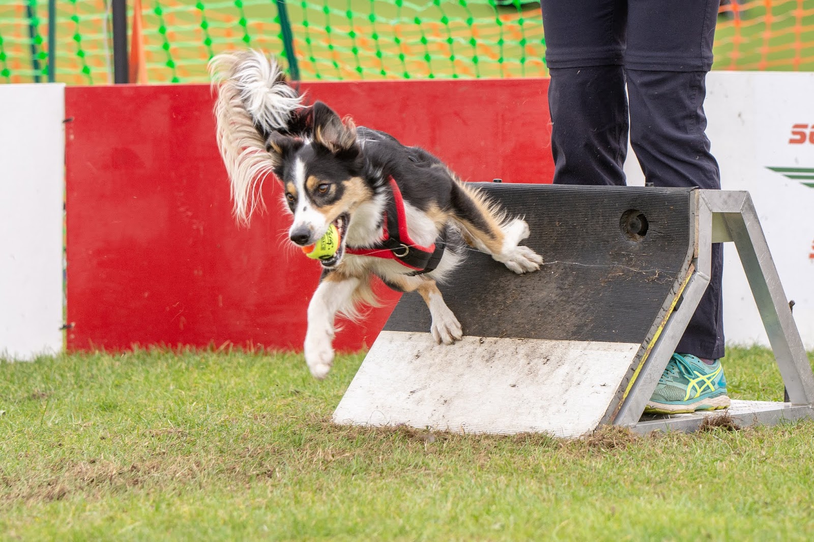 4 Flyball How to add fun to your dogs life!